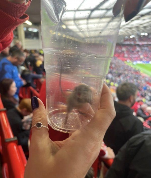 猫抓老鼠专业对口🐁黑猫桑德兰球迷晒照，在老特拉福德抓住老鼠